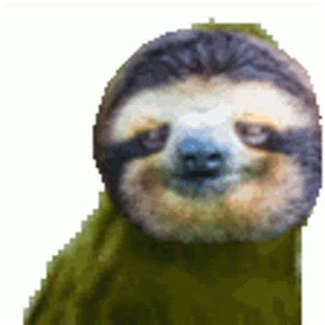 gif gambling|dancing sloth gif.